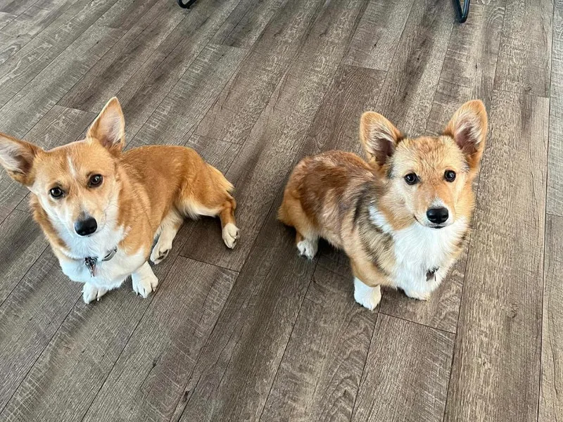 Fox Willow Corgis