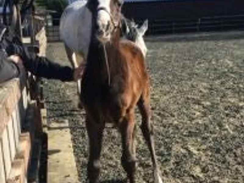 foxfield stud ltd photo 1