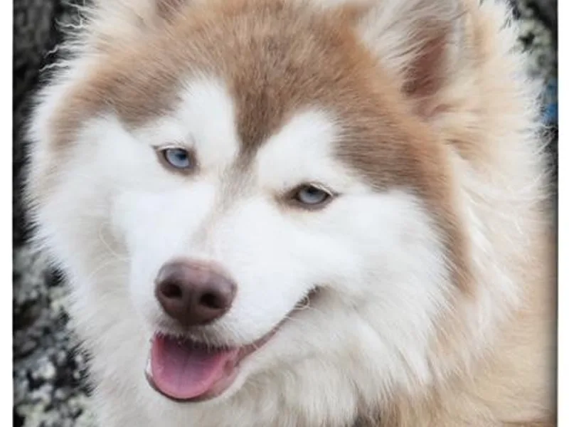 Foxfire Arctic Spitz