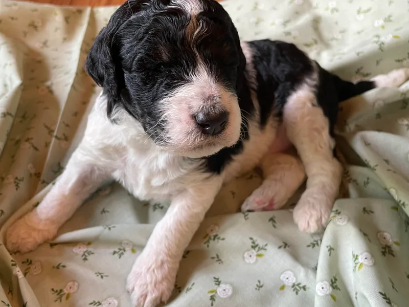 Foxfire Hollow Standard Poodles