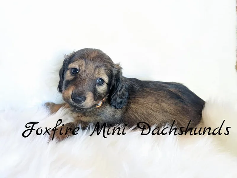 Foxfire Mini Dachshunds photo 1