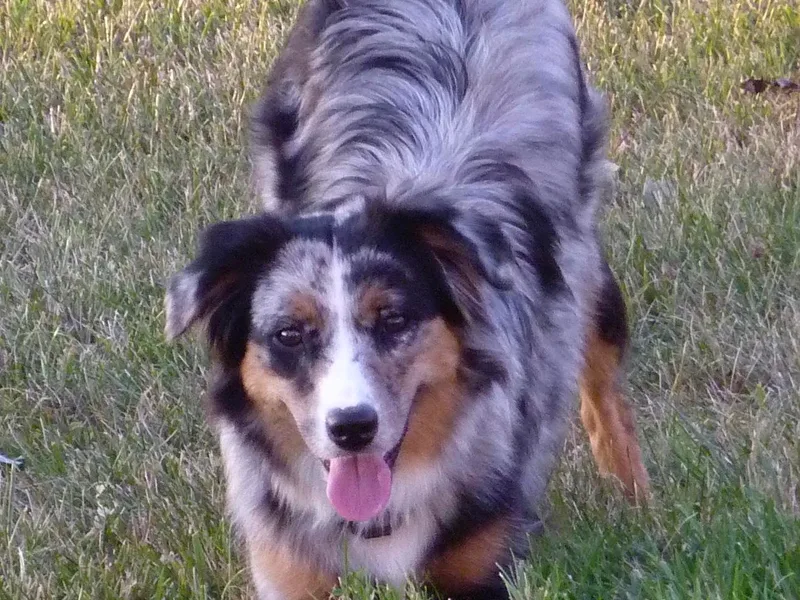 Foxfire Miniature American Shepherds