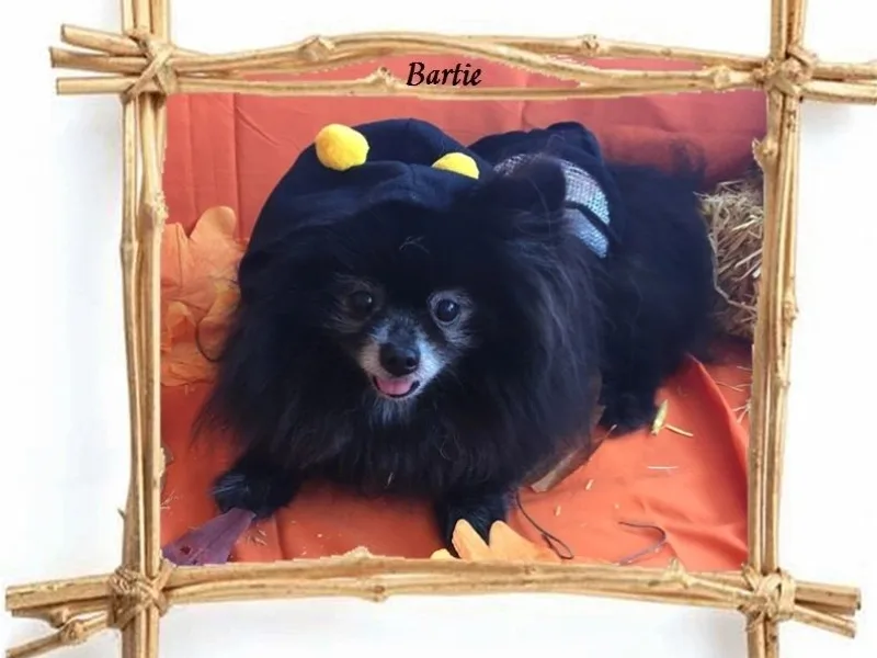 Foxfire Precious Pomeranians