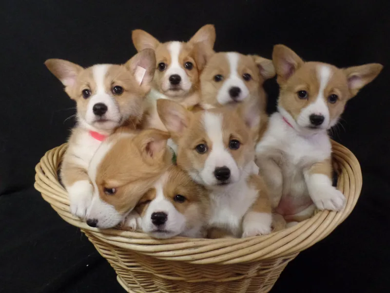 Foxfurewe Corgis