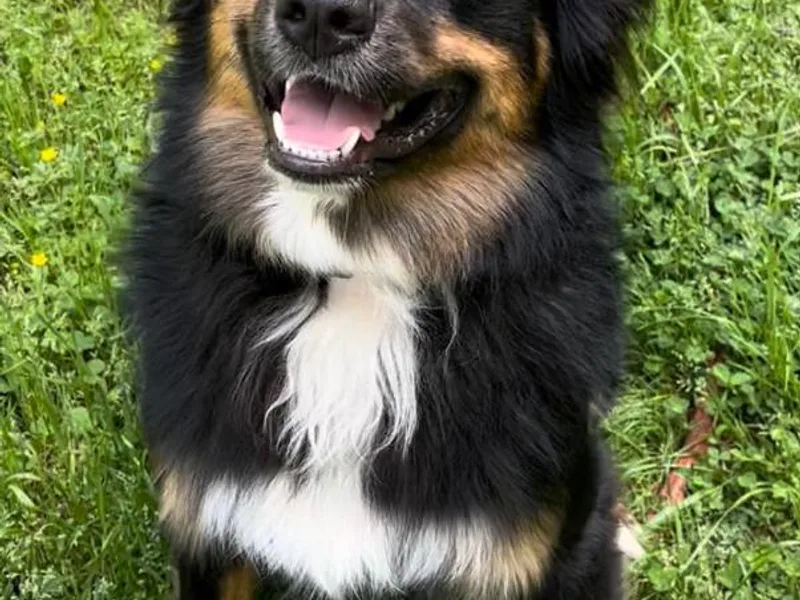 Foxhaven Farms Aussies