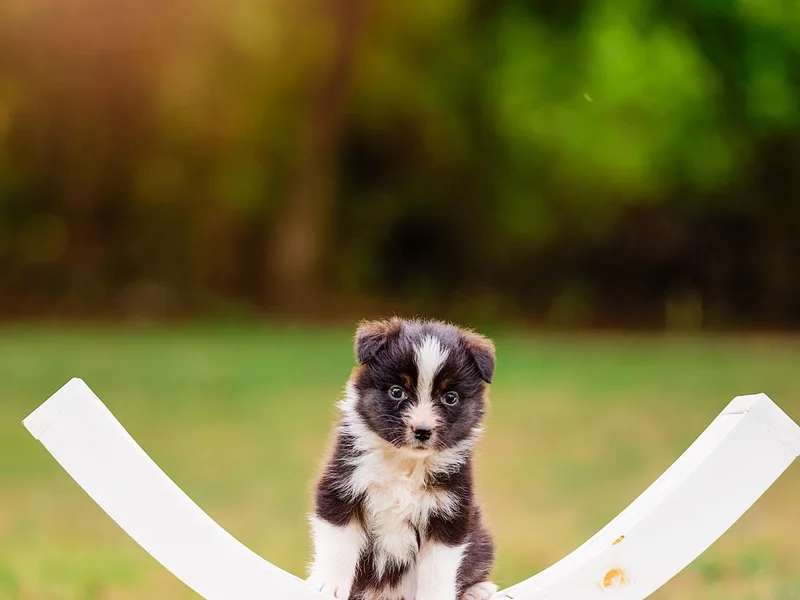 Foxhill Farm Australian Shepherds
