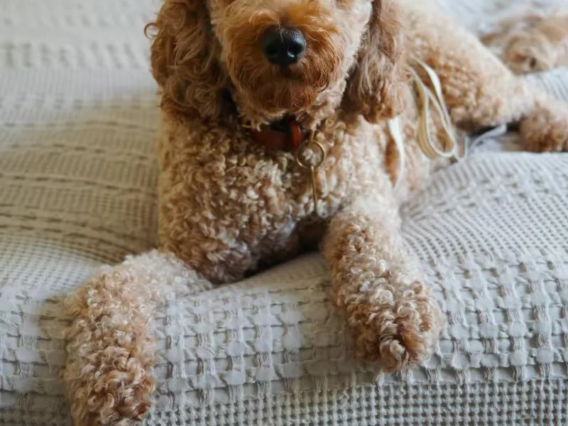 Foxi Goldendoodle