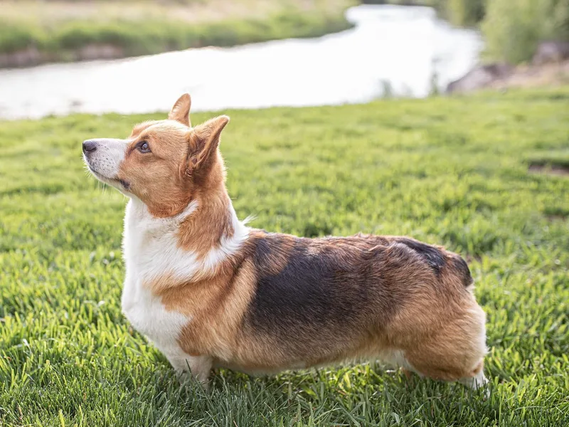 Foxie Moxie Corgis