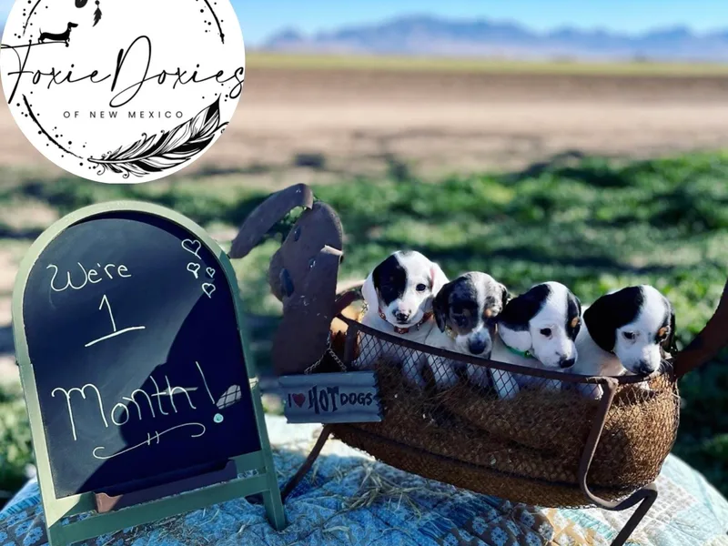 FoxieDoxies of New Mexico