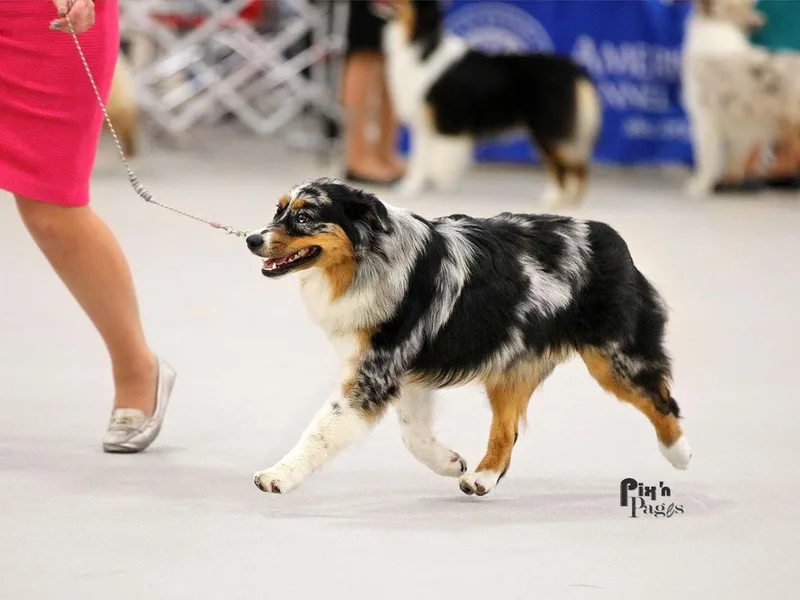 FoxRest Australian Shepherds photo 1