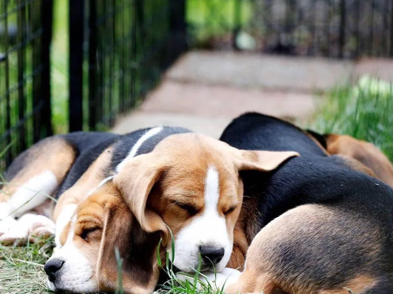 FoxTail Beagles