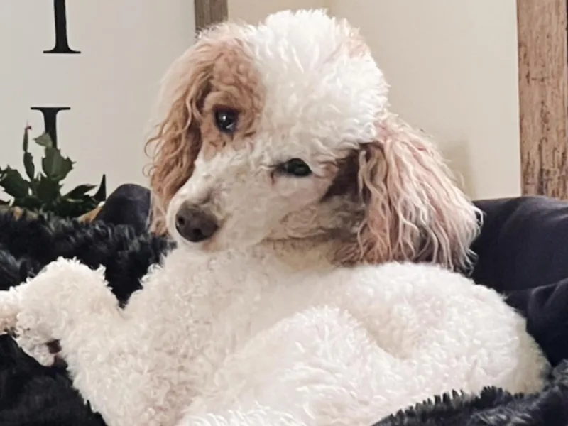 Foxtrot Farm Poodles