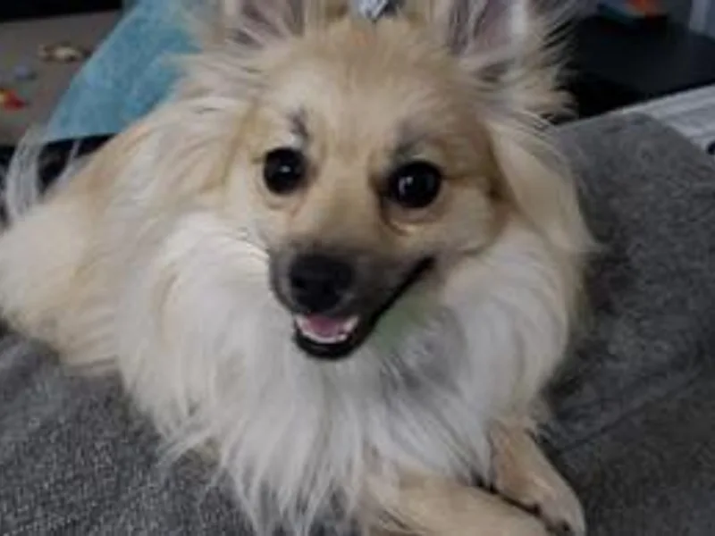 Foxxy Pomeranians