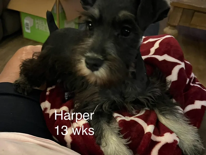 Fran’s Miniature Schnauzers