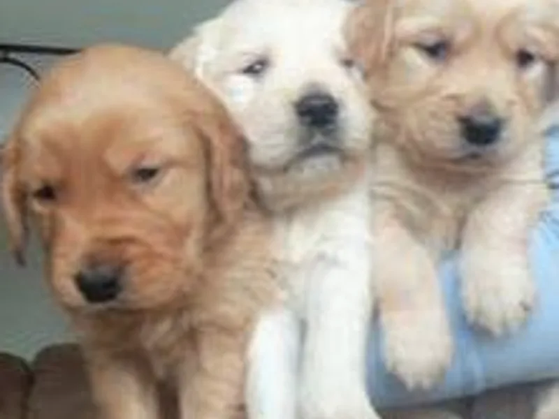 France Family Goldens