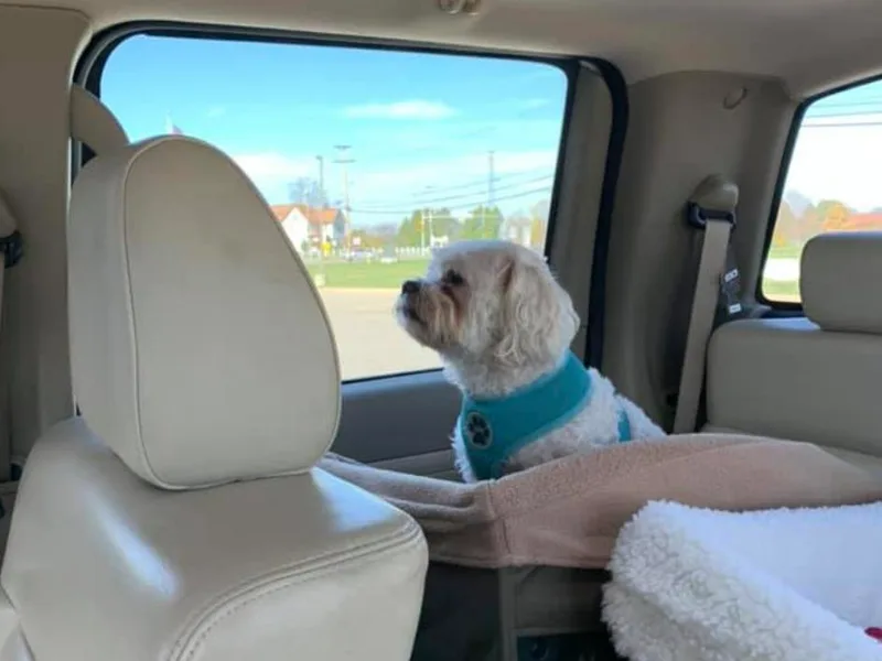 Frances Middlesworth's Shih Tzu's