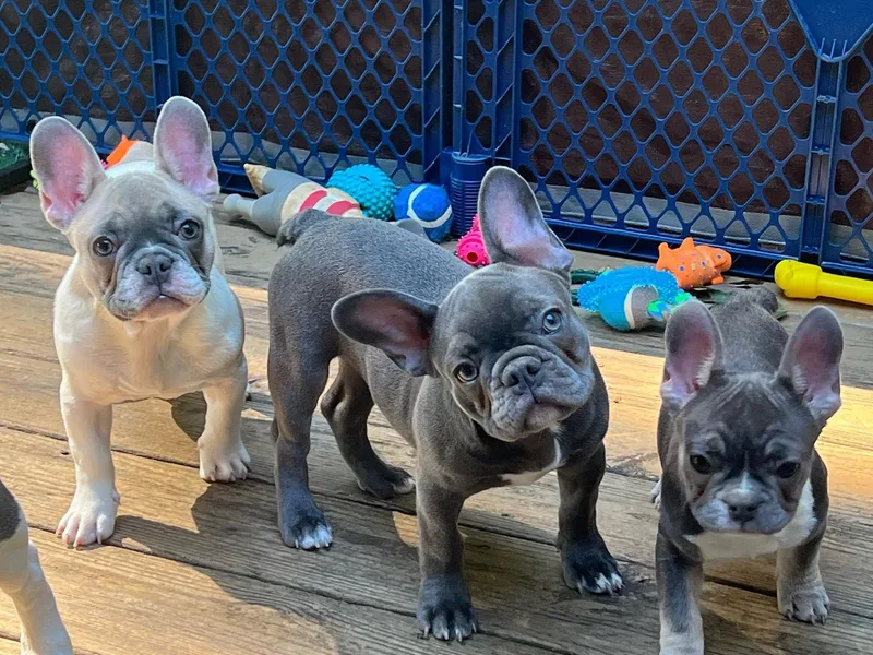Franceschi French Bulldogs