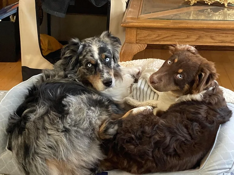 Francoise's Australian Shepherds