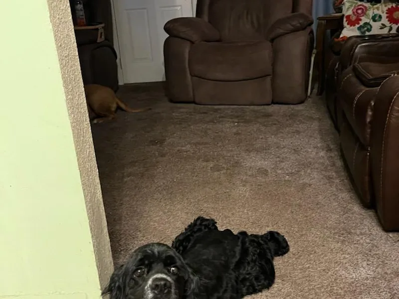 Frankie's Cocker Spaniels