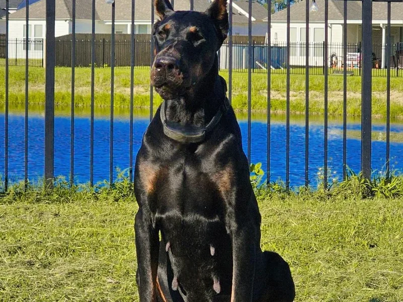 Franklin Dobermans