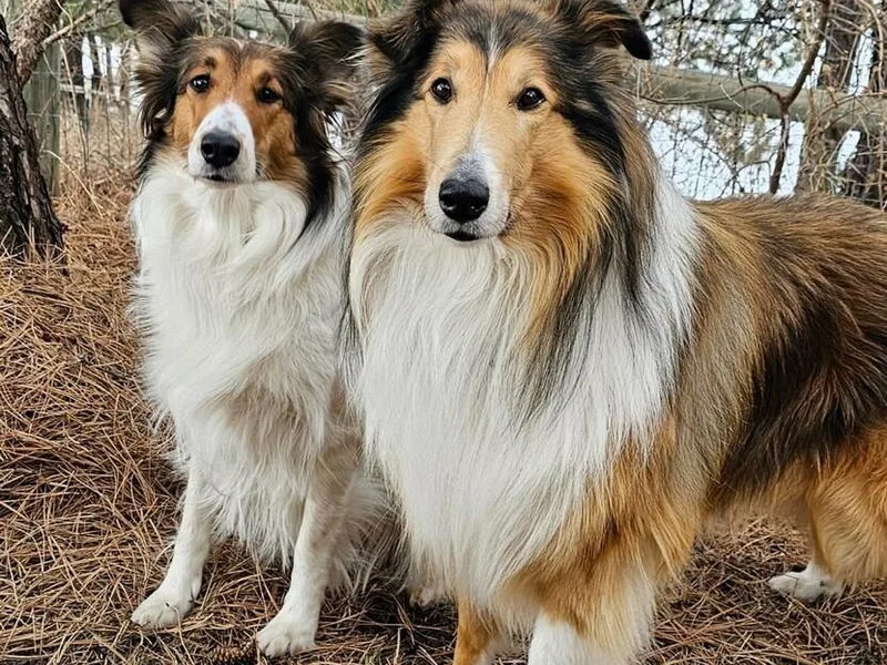 Franklin Farm Collies