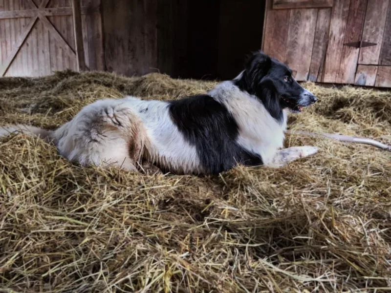 Franklin Farm Collies