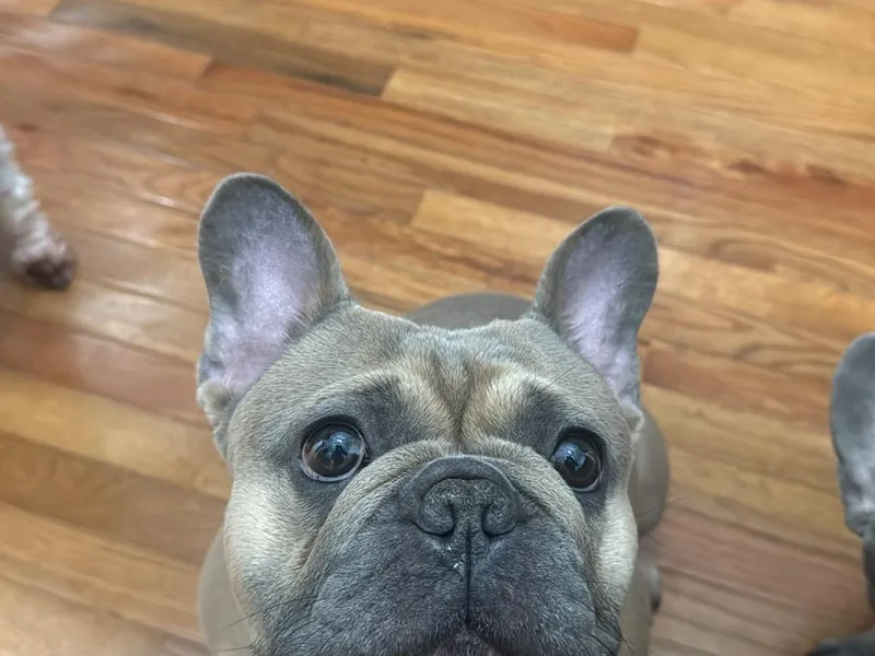 Franklin Heights Frenchies