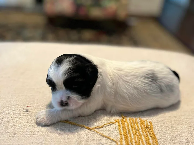 Frannie and Annie Shih Tzu Babies