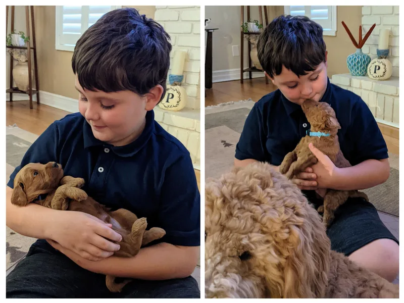 Frannie's Goldendoodle Puppies