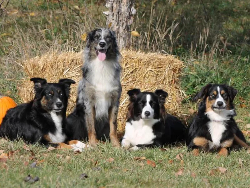 Frantzick Farm Aussies