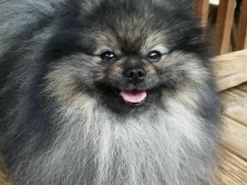 FrasierLand Pom Parents