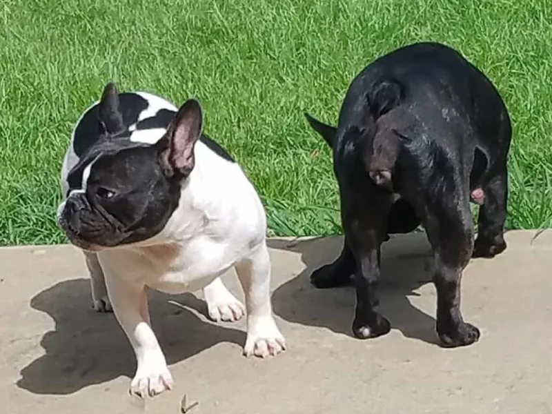 Frazier Frenchie photo 1