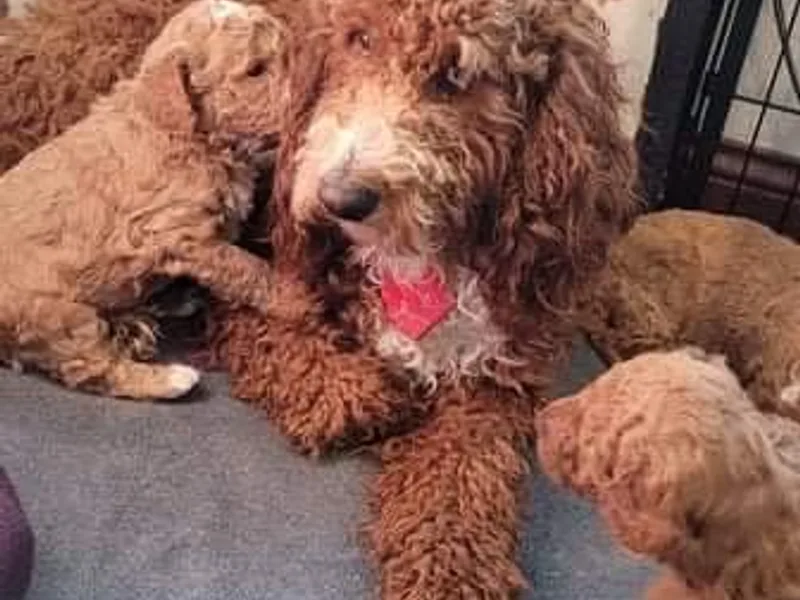 Frazier Iowa Goldendoodles