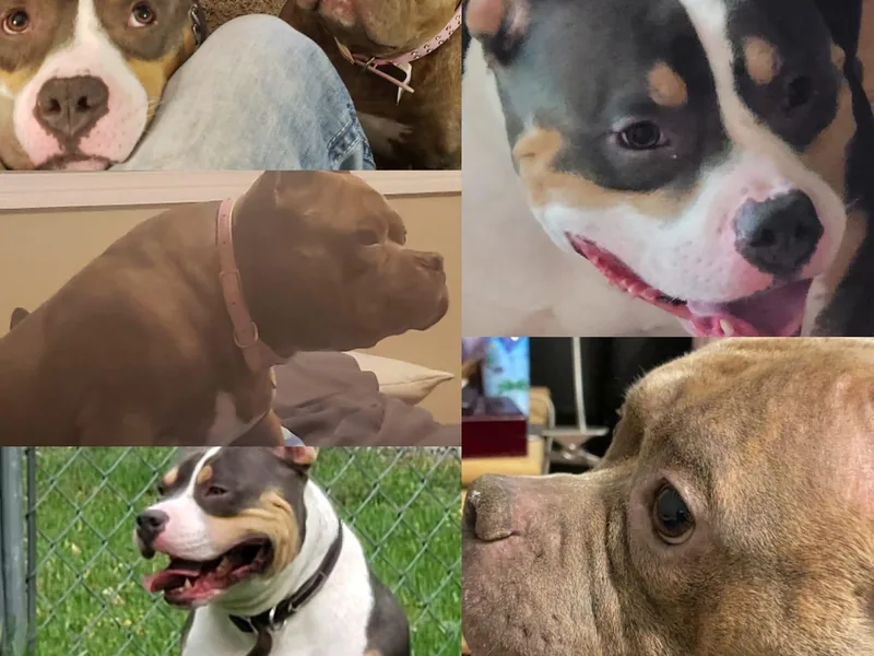 Freak"E" kennels photo 1