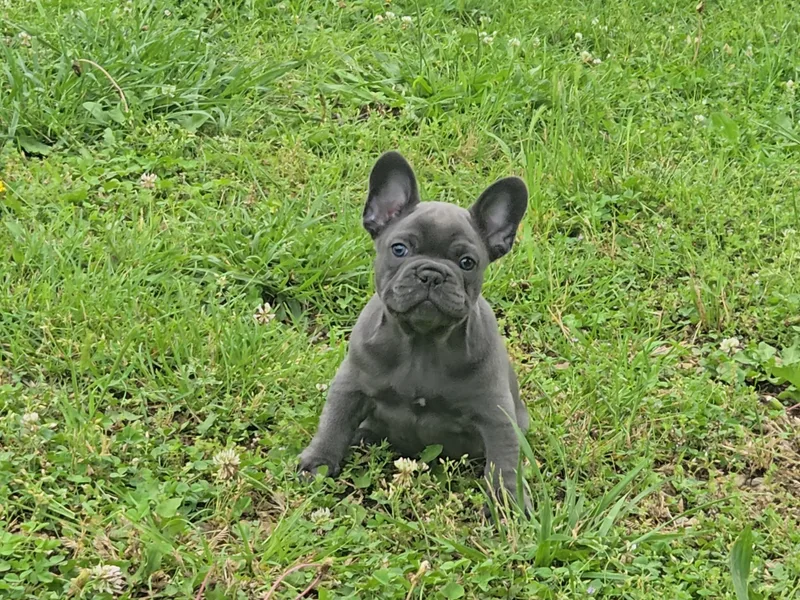 Freaky Frenchies