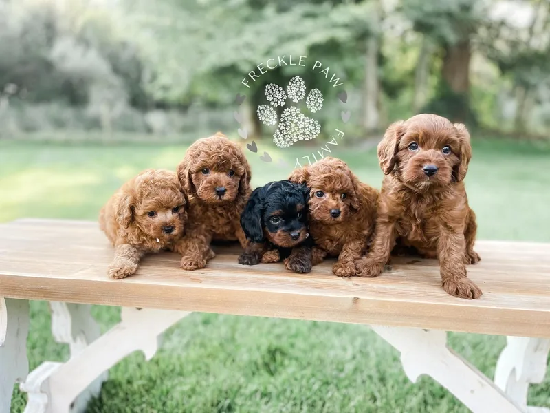 Freckle Paw Family