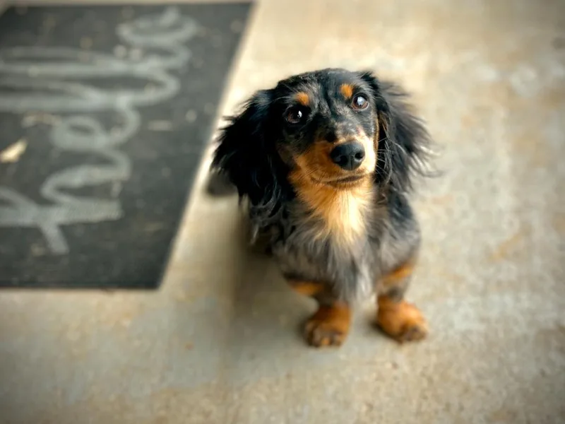 Freckles and Furballs