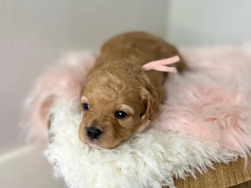 Freckles Family Cavapoos