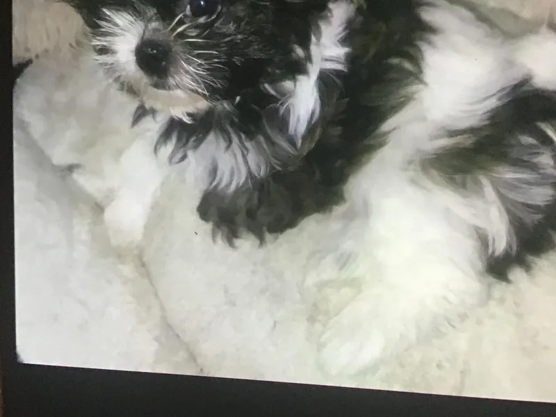 Fredericksburg shih tzus