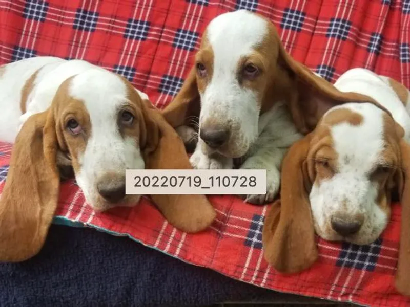 Fredmond's Hound Kennel