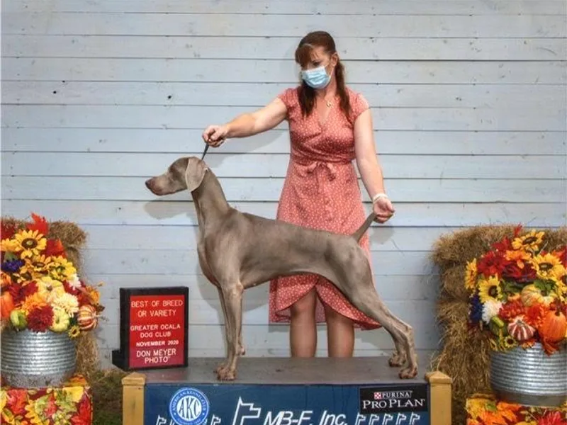 Fredric Zipser's Weimaraners