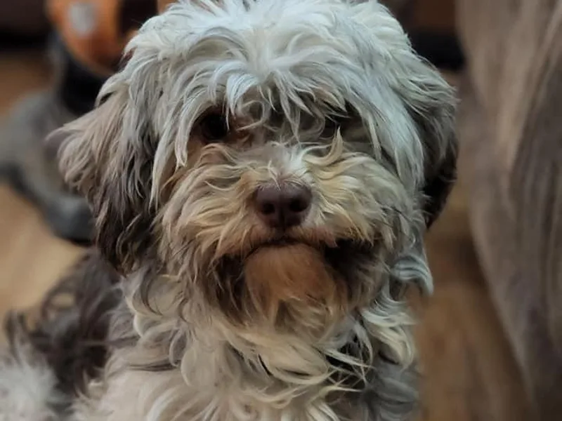 Fredrickson Farm's Miniature Australian Shepherds and Havanese