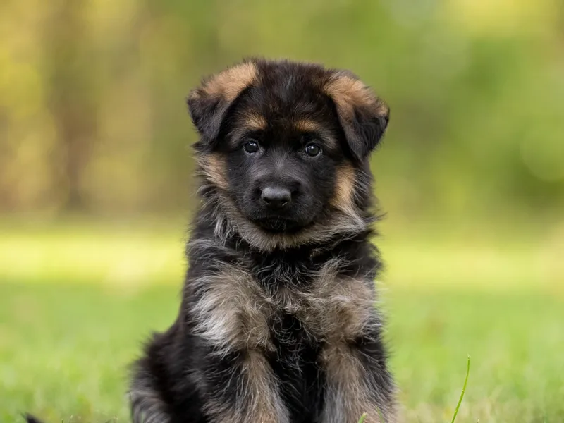 Free Indeed Shepherds