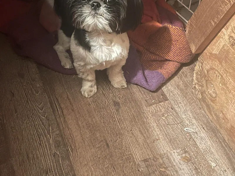 Free Range Shih Tzus