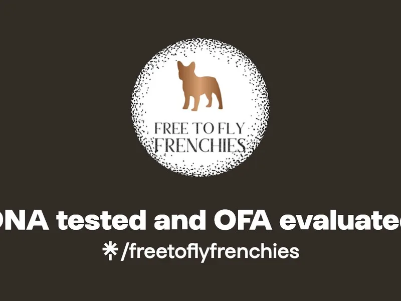 Free to Fly Frenchies