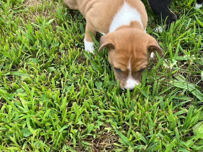 Freecloud Basenji photo 1