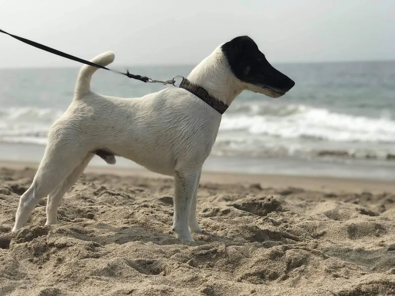 Freedom Kennel photo 1