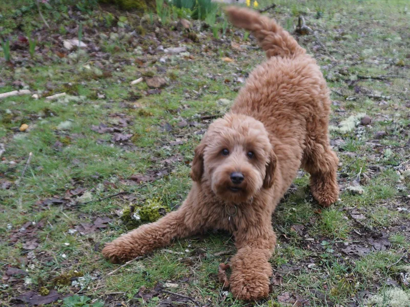 Freedom Labradoodles photo 1