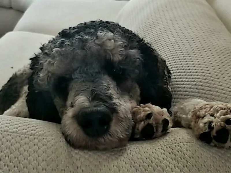 Freedom Poodles photo 1