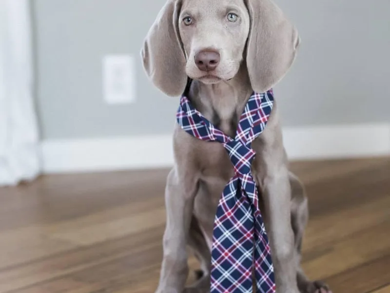 Freehart's Weimaraners